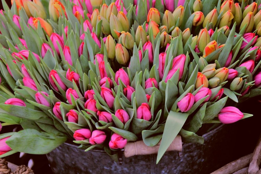 Blombud Åhus  så väljer du rätt blommor för varje tillfälle